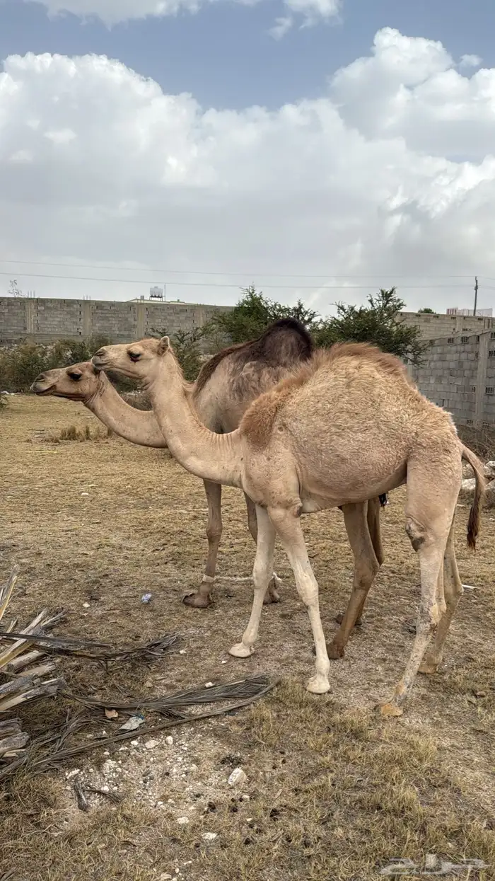 للبيع ناقه لقحه 1