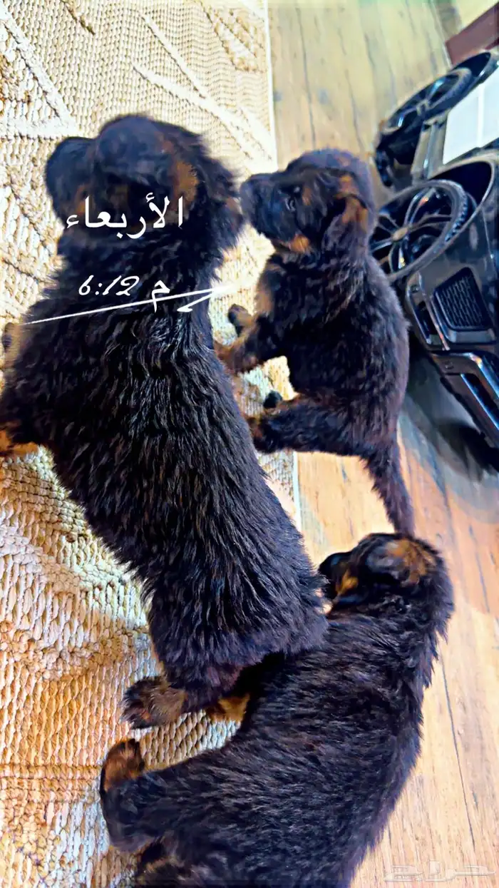 كلاب جيرمن شيبرد بيور شولاين جراوي 7