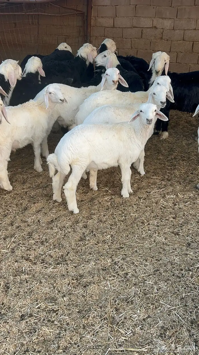 خرفان حريات ونجد 2