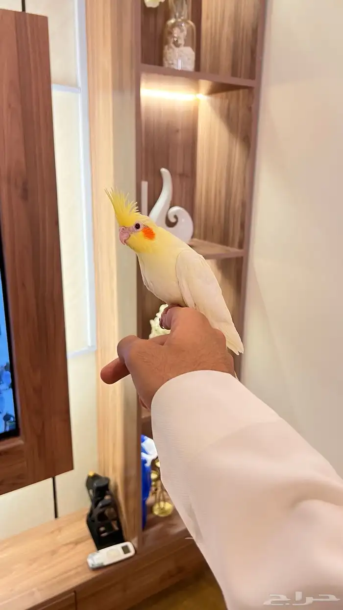 فرخ كروان لاتينو 0