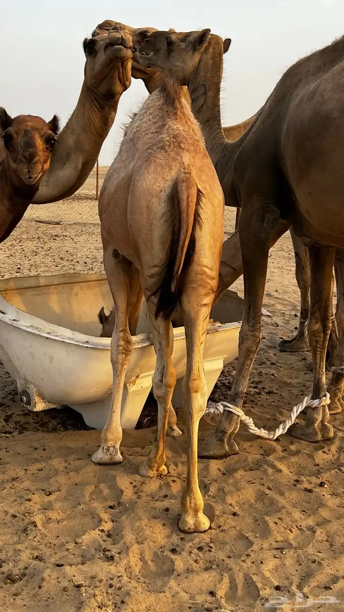قعود للبيع على الحليب سمين ونضيف السوم وصل 6000 2