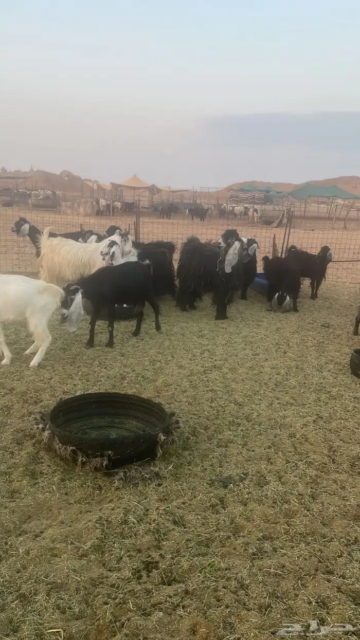 معزاء عوارض ومشاريك 3