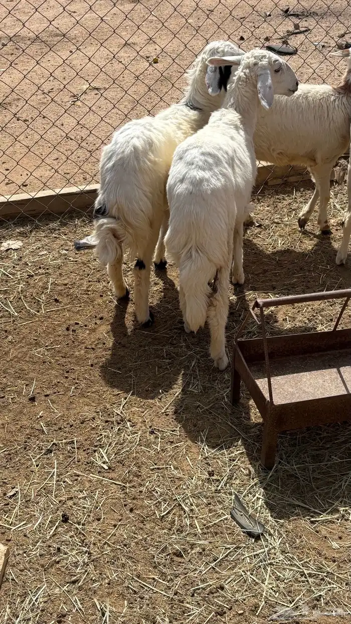 رخال كفو للبيع شرطط 0
