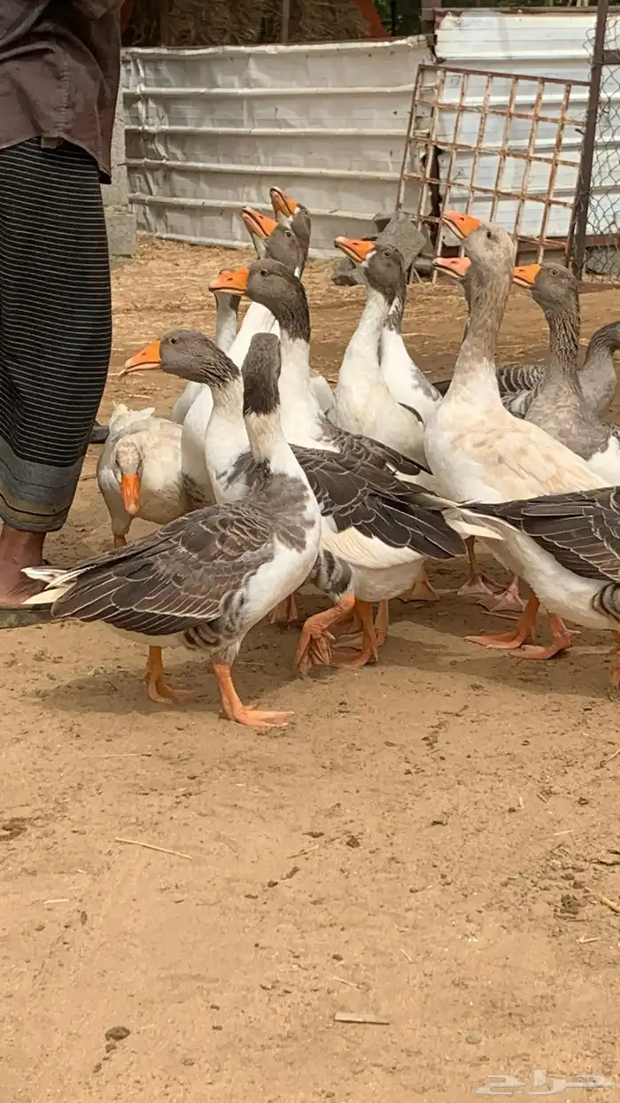 وز أليف والبيع بالزوج 3