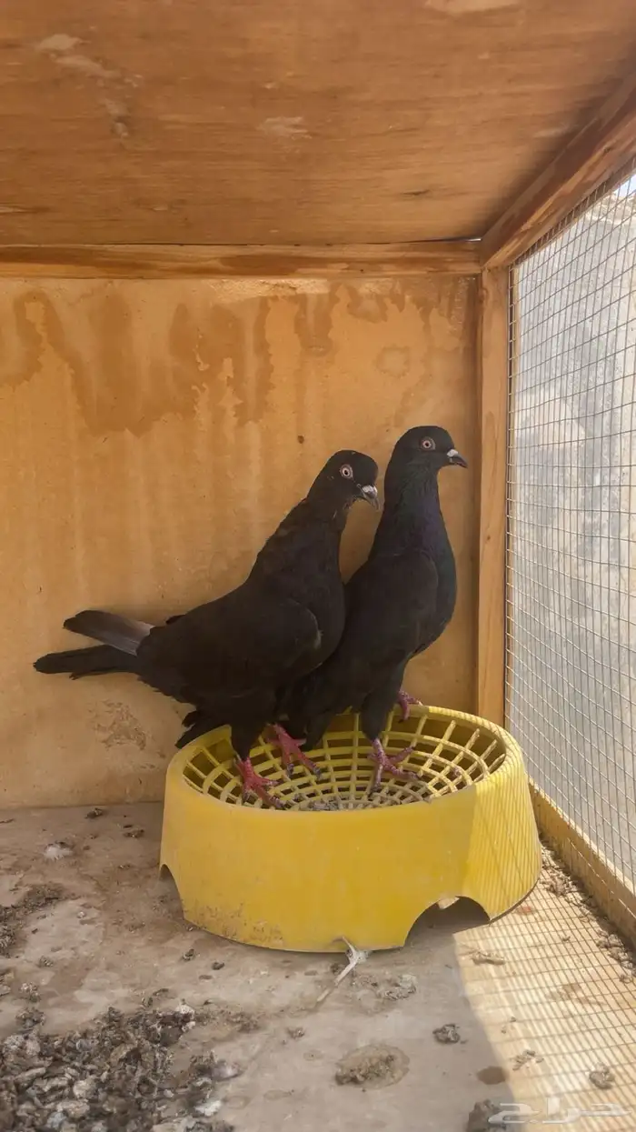 جوز قطايف سود 0