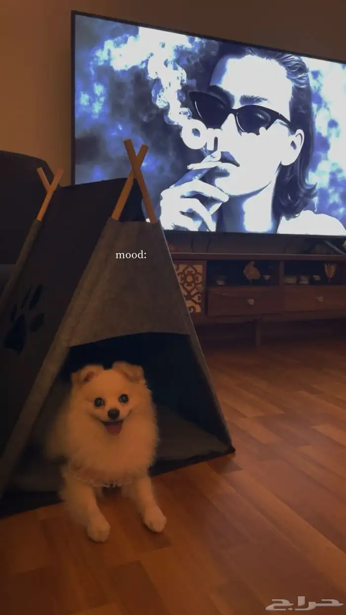 كلب بوميرينيان Pomeranian بيور 2