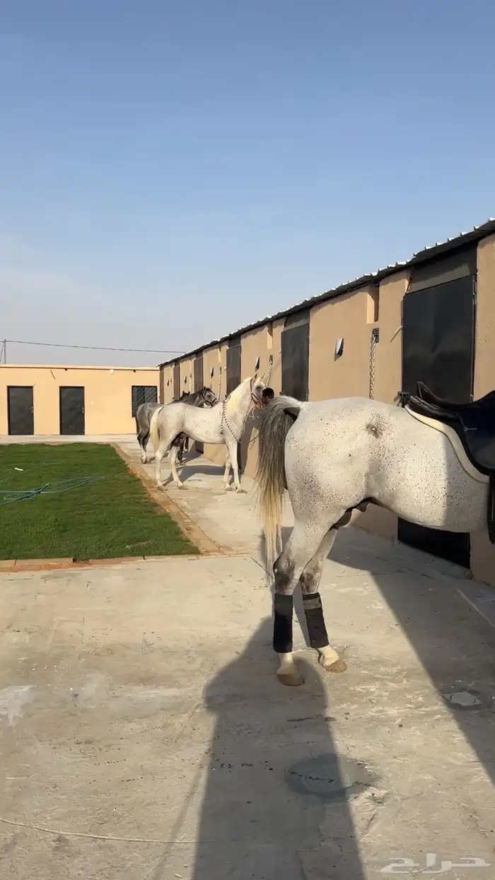 اصطبل Vip تجهيزات كامله للايجار الشهري او السنوي(ملهم) 3