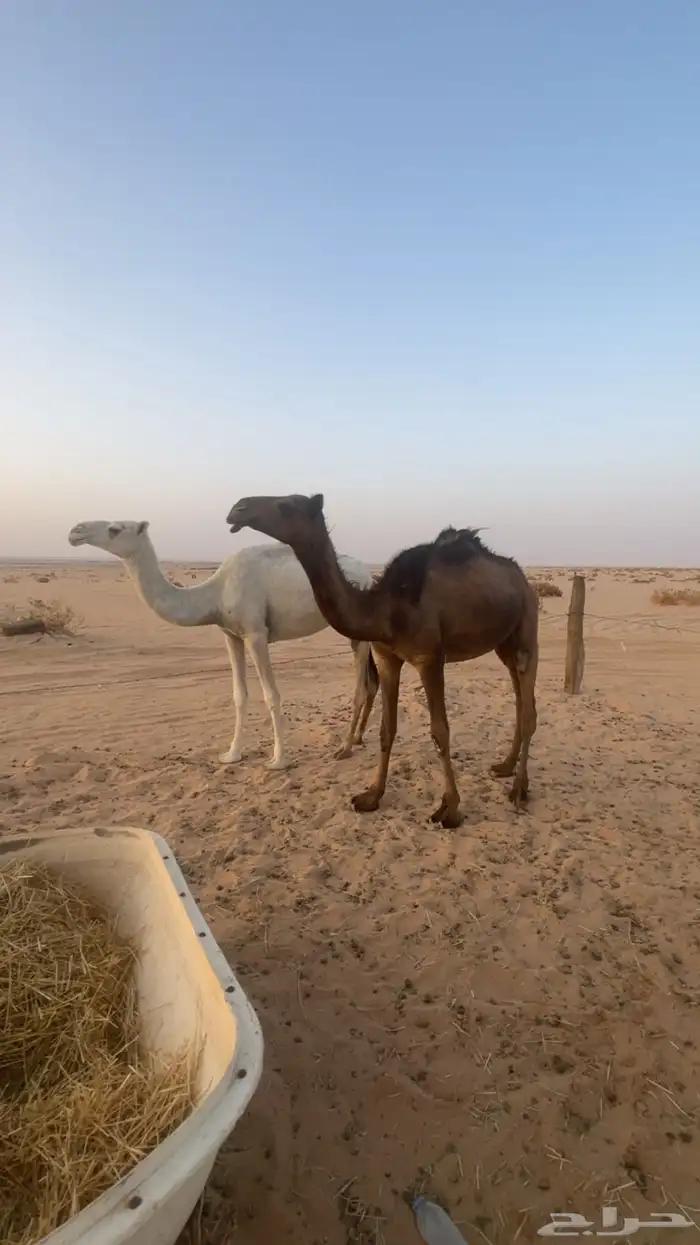 بكار حقايق 0