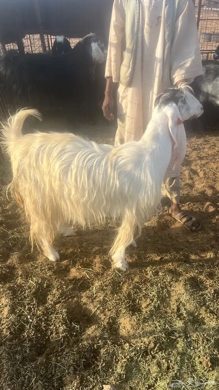 معزاء عوارض ومشاريك 8