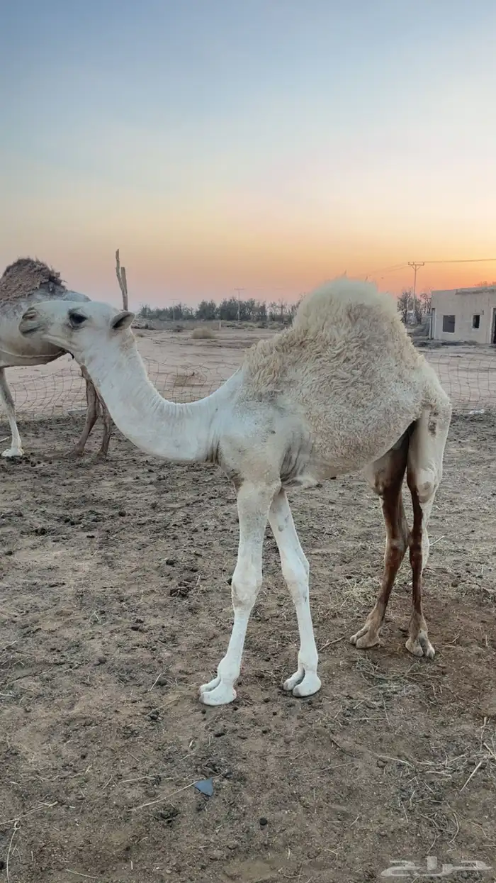 قعود عمره 5 شهور 0
