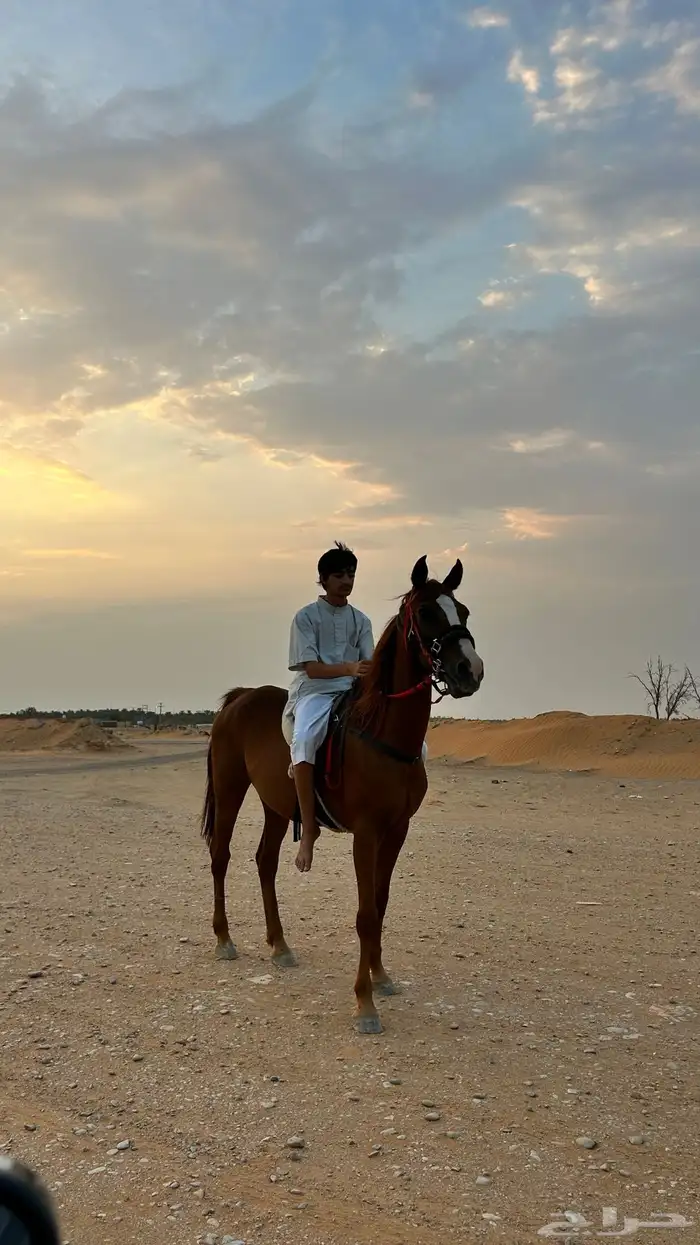 فرس جزيريه 1