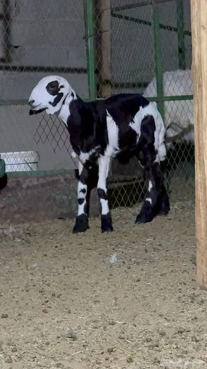 طلي نجدي امه ساكنية 4