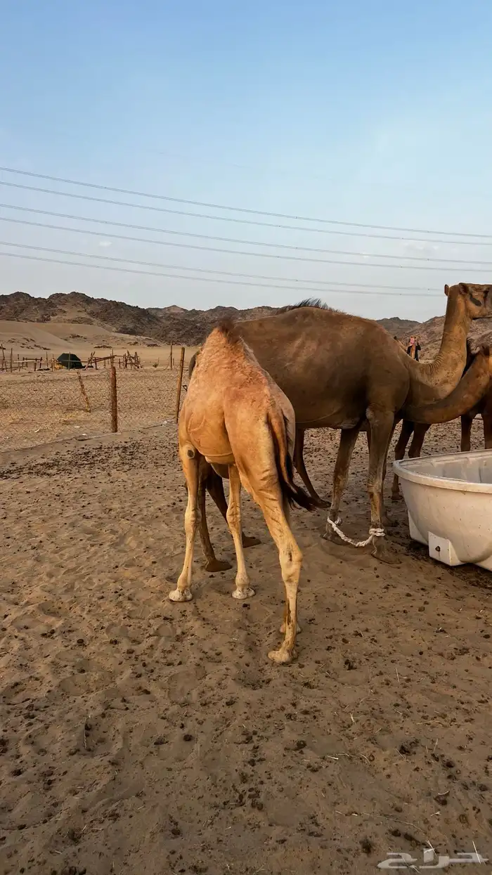 قعود للبيع على الحليب سمين ونضيف السوم وصل 6000 0