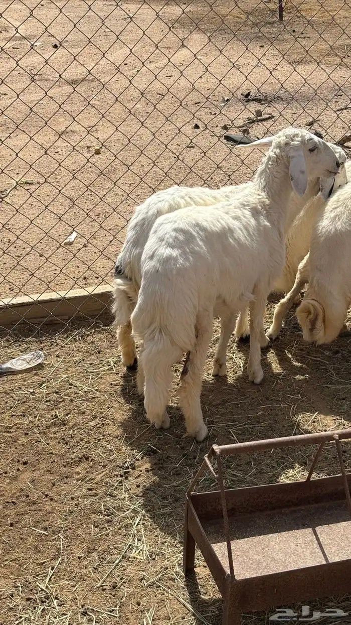رخال كفو للبيع شرطط 5