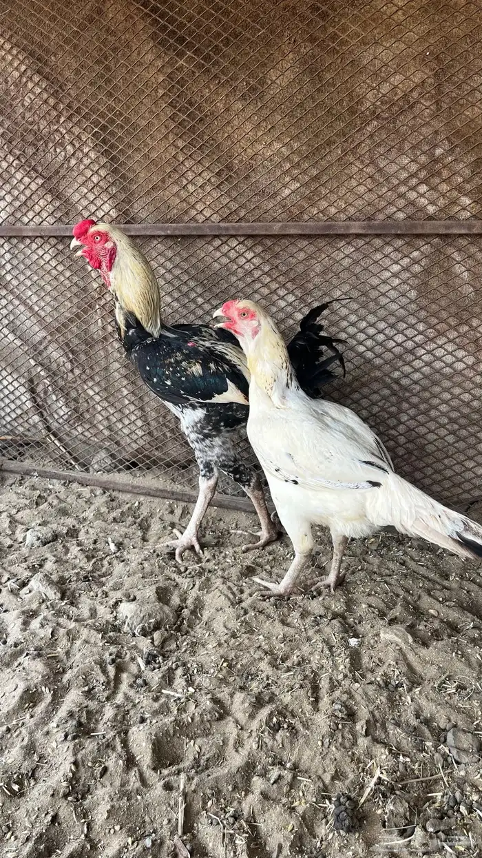 ديك ودجاجه فارسي 5