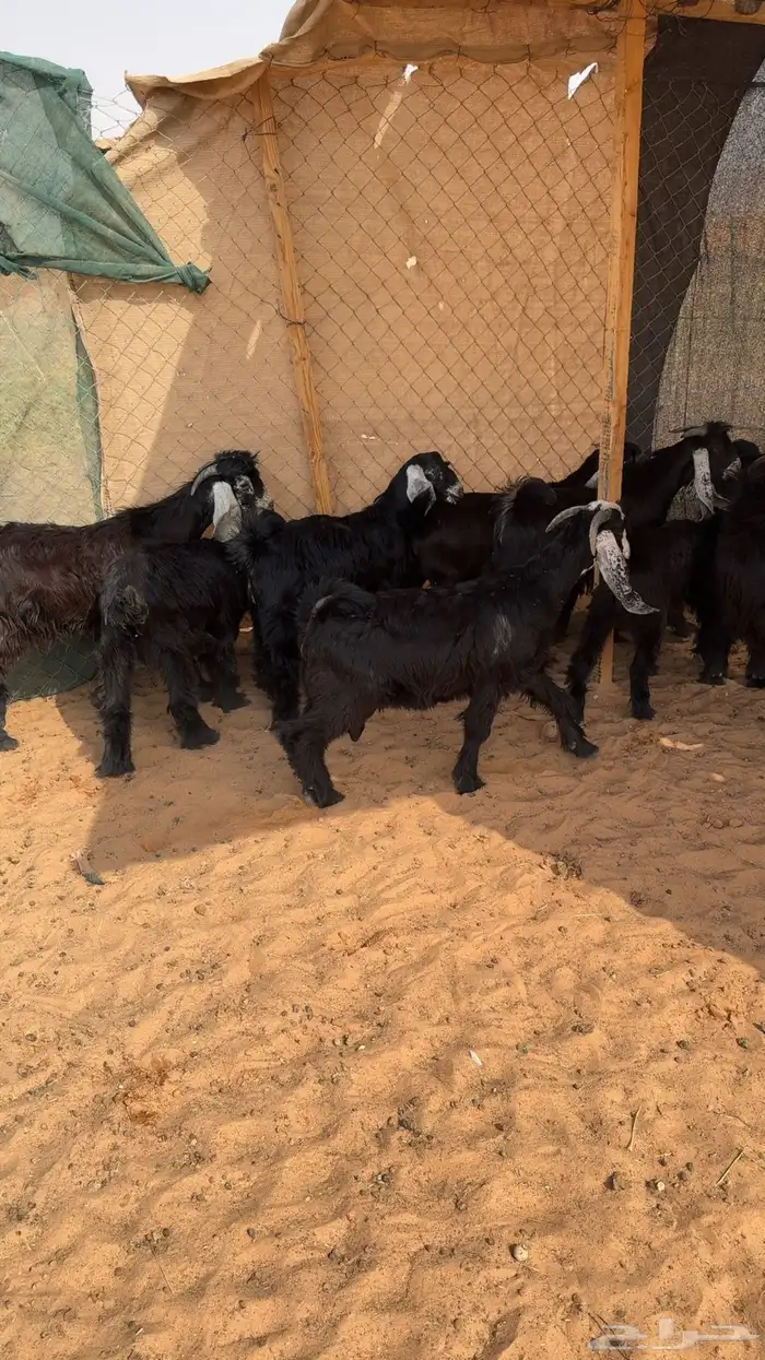 6تيوس3جفار 1