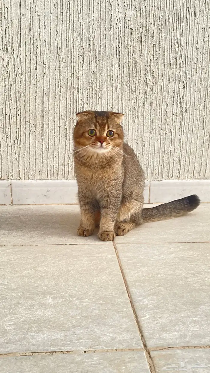 قط سكوتش تزاوج في منزل القط موضح التفاصيل بالصوره 1