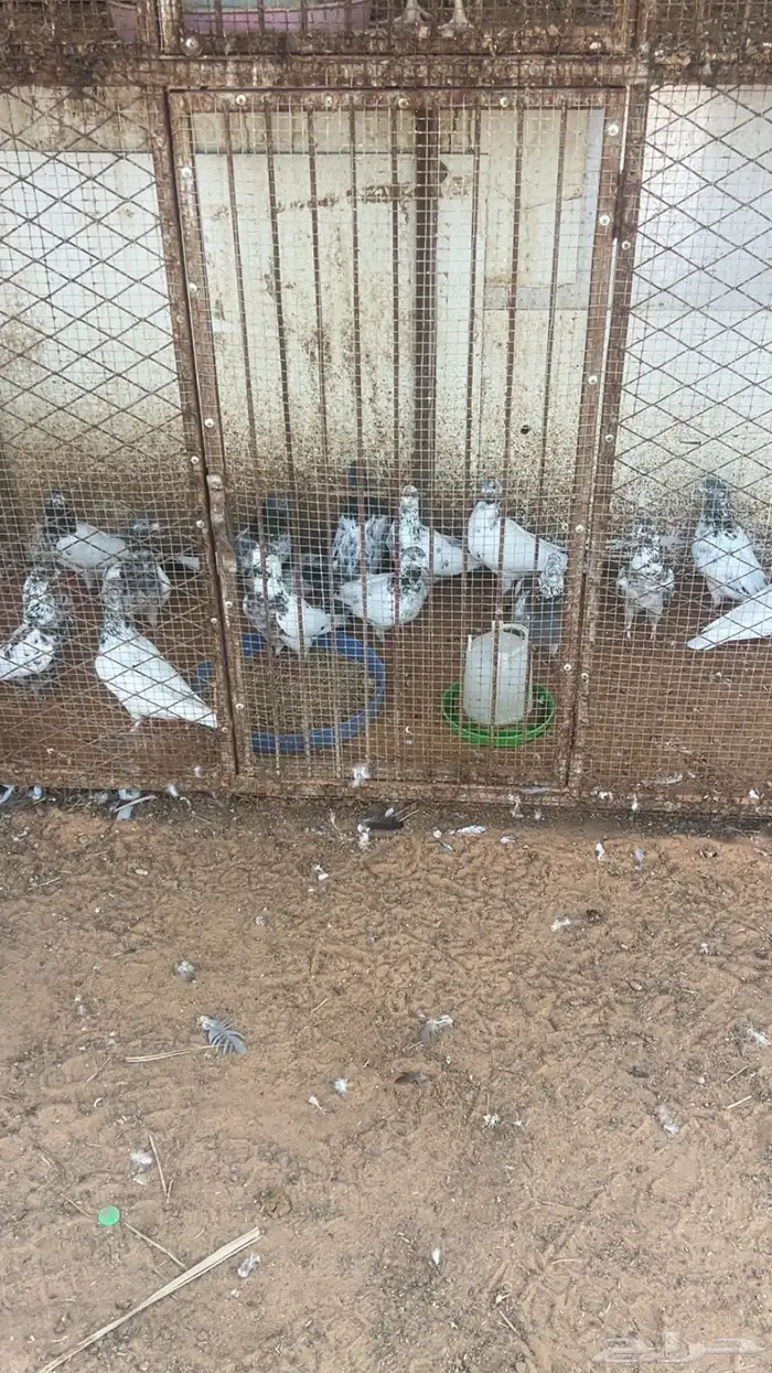 حمام هندي 1