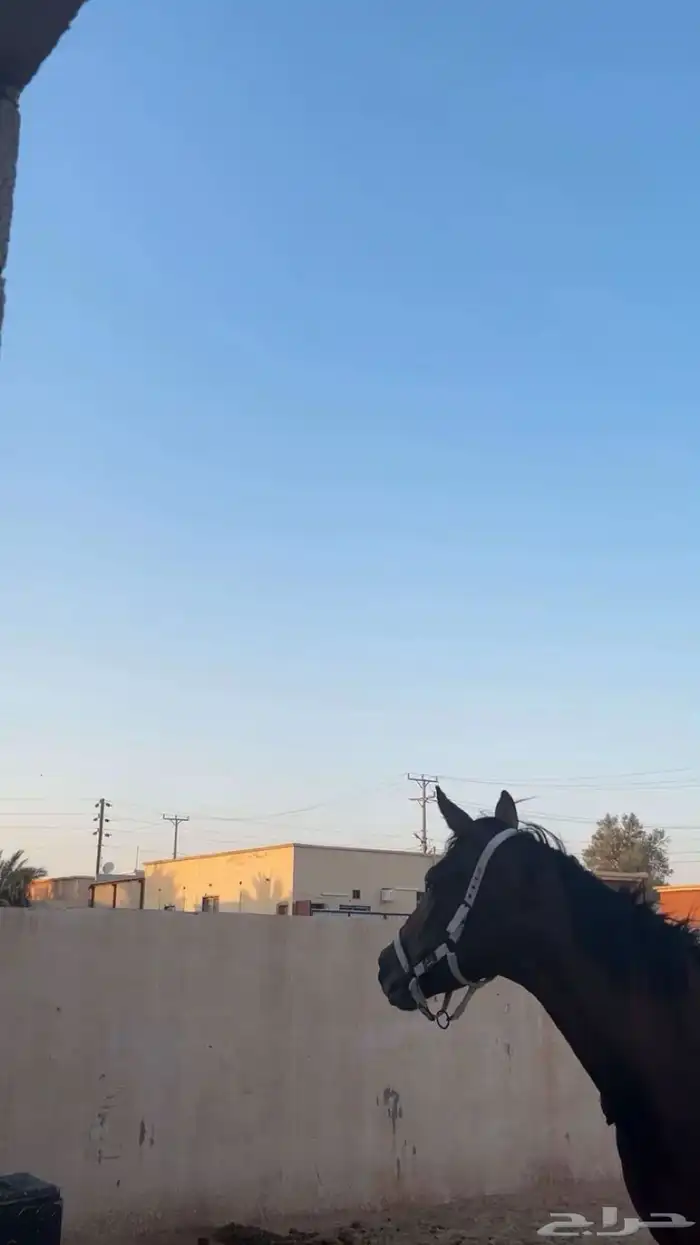فارس شعبية معا مهرتها 2