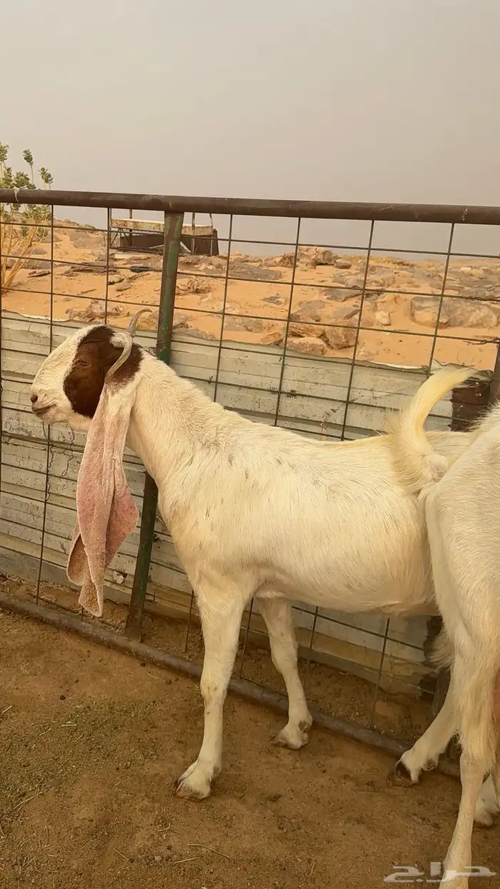 تيس وجفره 2