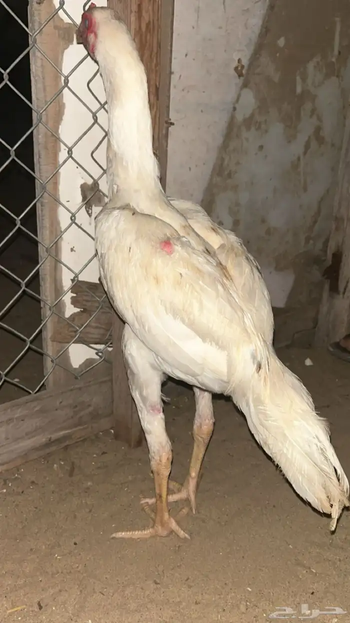 ديك سندي مسيوم 100 0