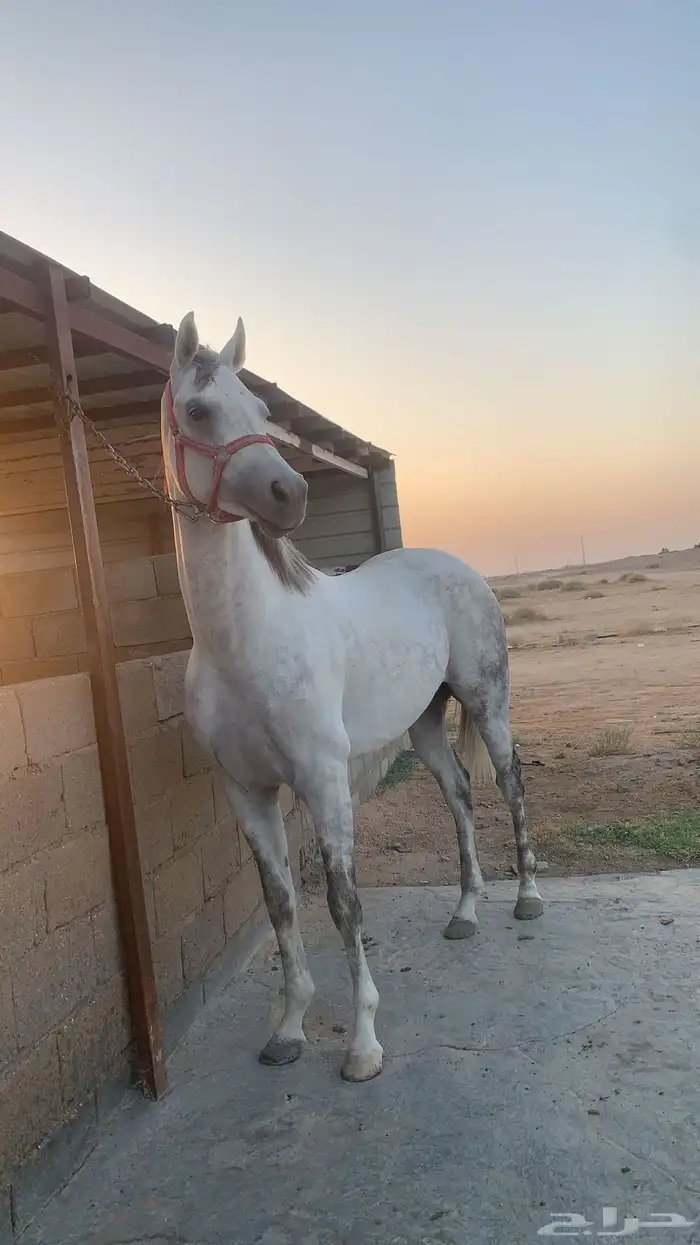 حصان شيخ 1