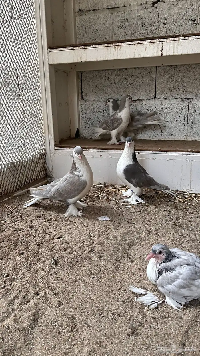 حمام شيرازي 0
