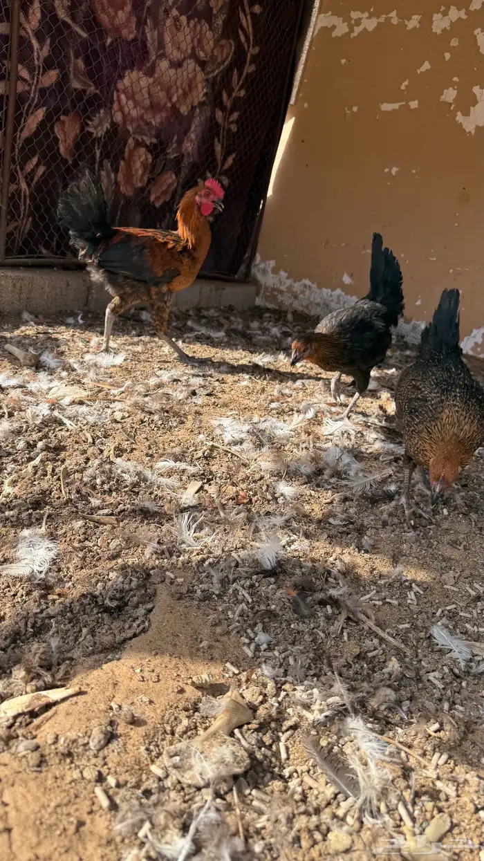 دجاج هجين فرنسي 9