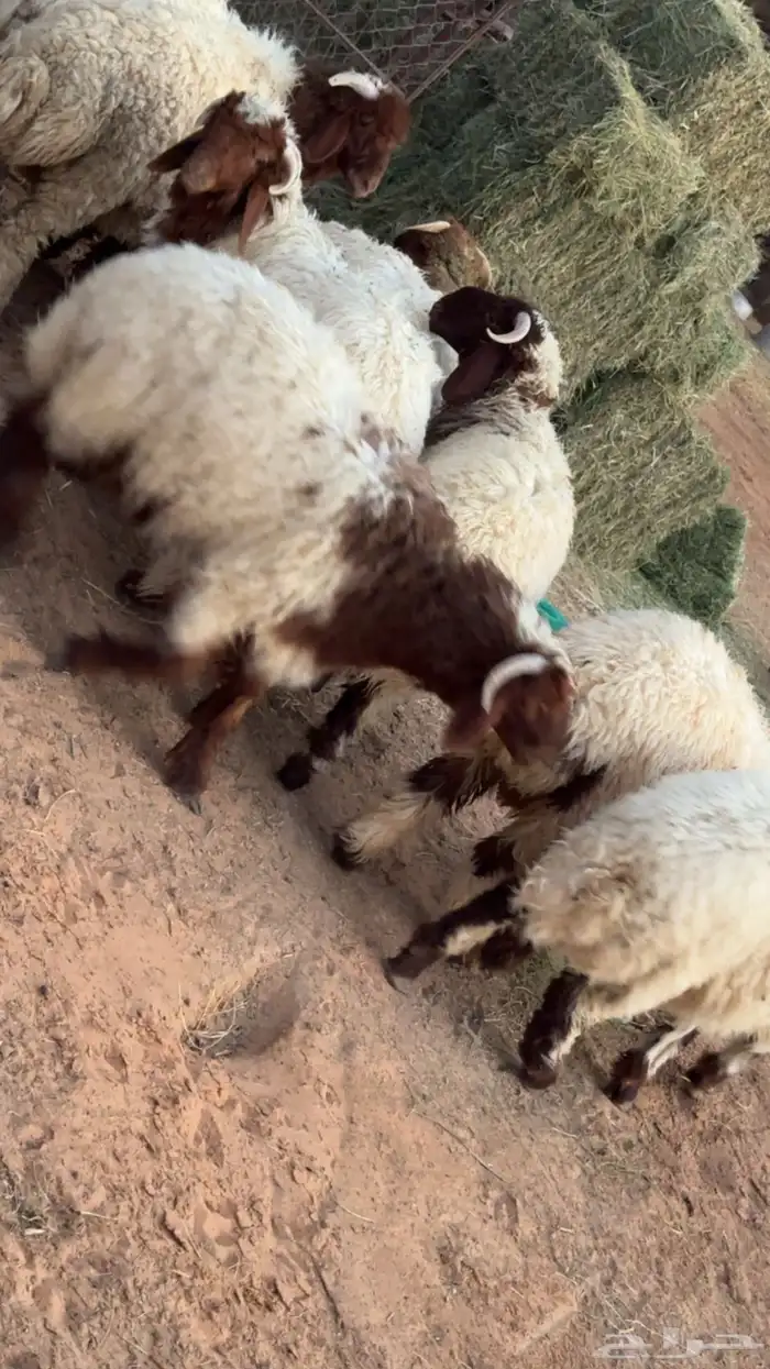 نعيمي بريده تم البيع تم البيع 2