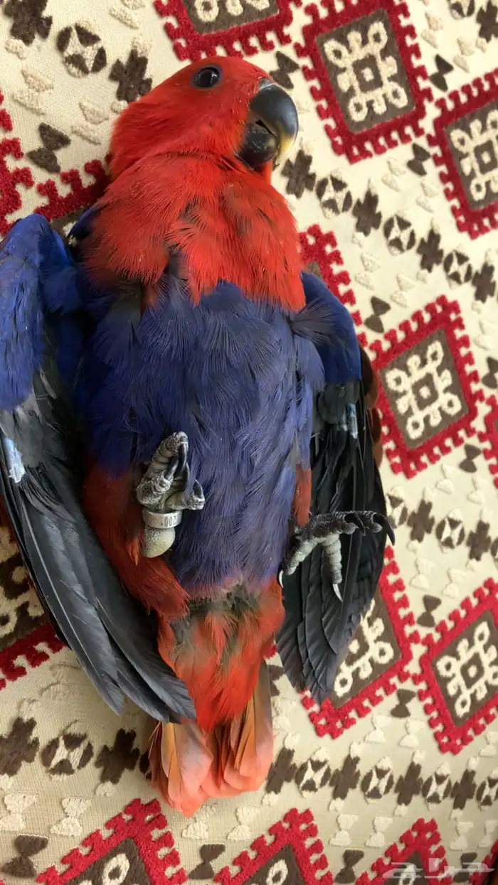 فرخ انثى اكلكتوس   تم البيع 2