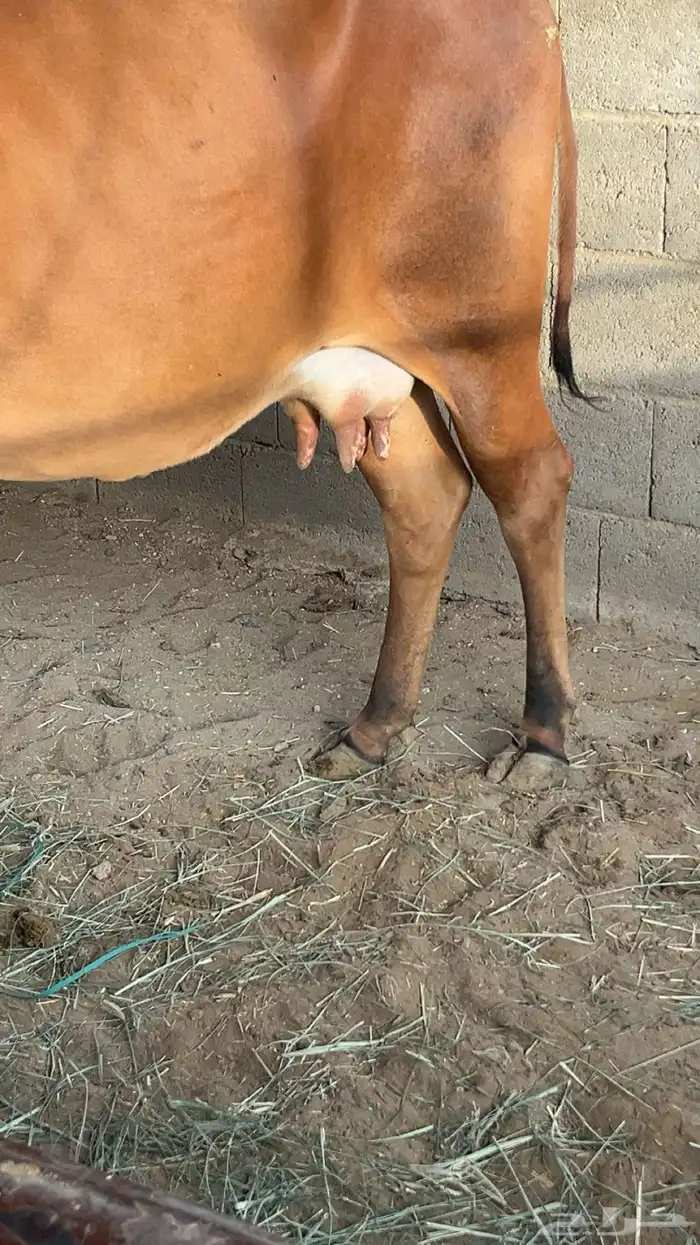 للبيع بقره خلفه 0