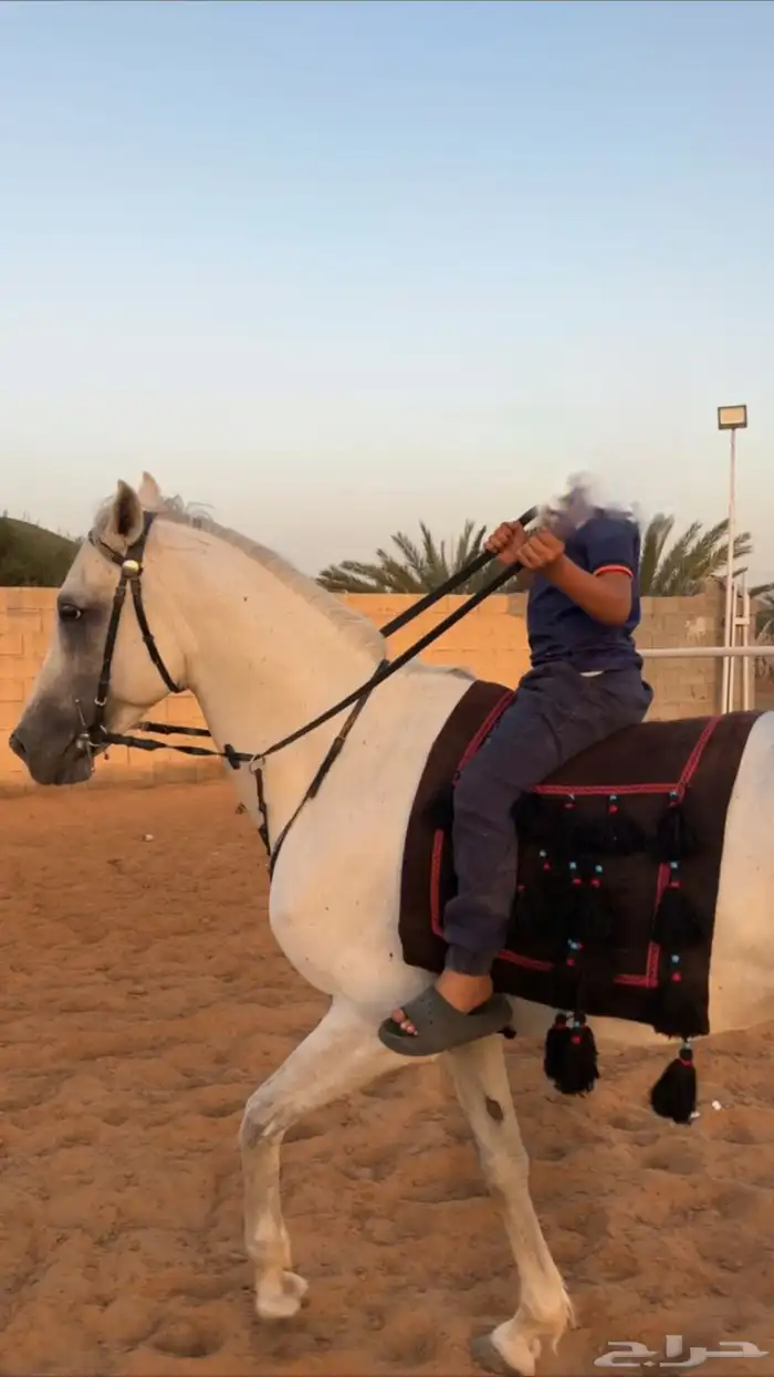 حصان شعبي للبيع 1