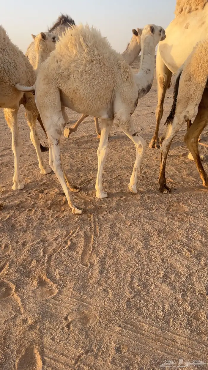 ابل حشو 1