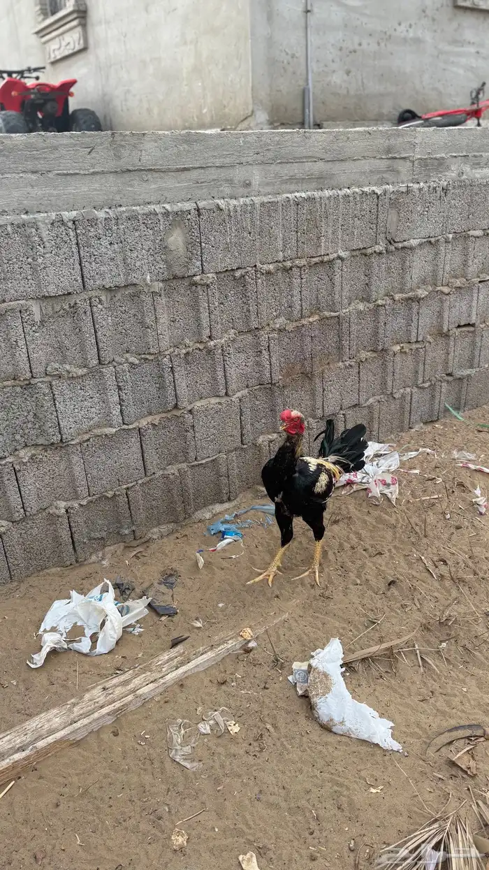 ديك للبيع 0