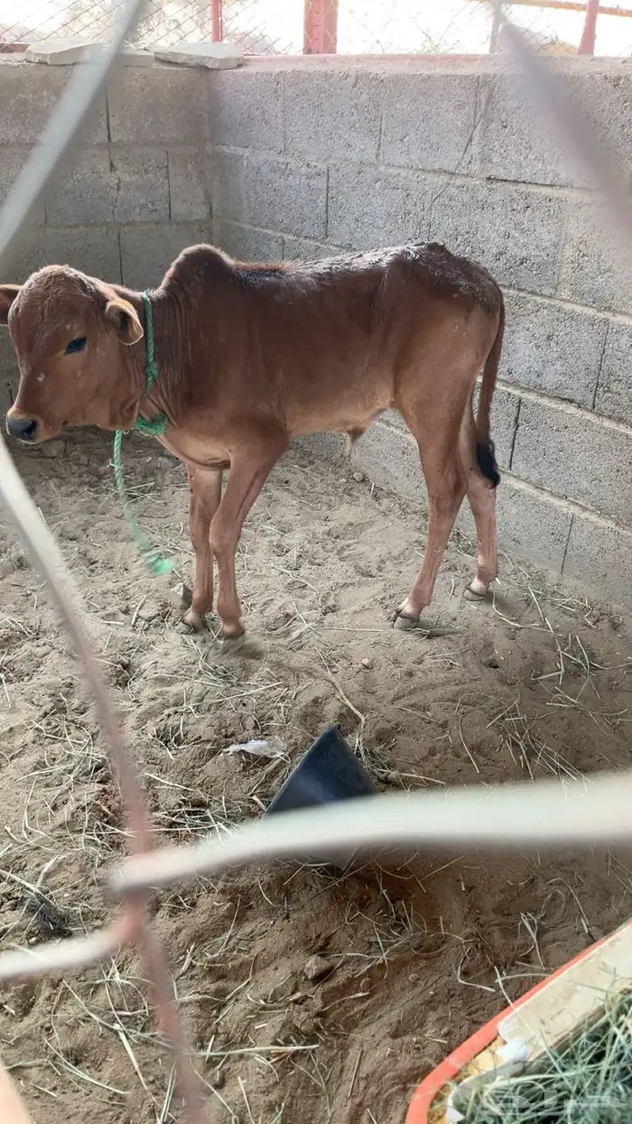 للبيع بقره خلفه 3