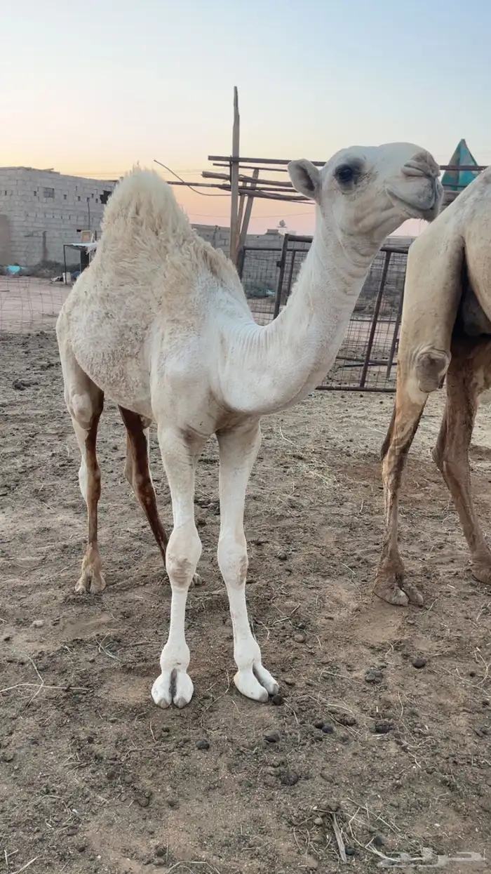 قعود عمره 5 شهور 2