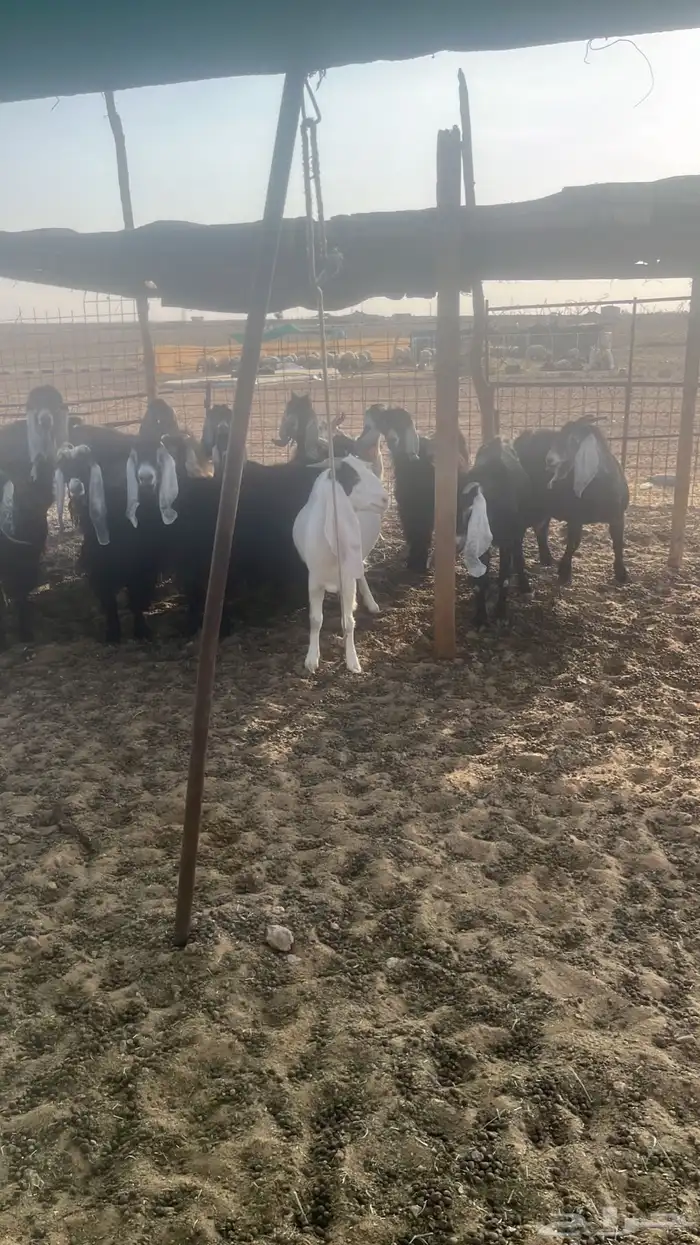معزاء عوارض ومشاريك 14