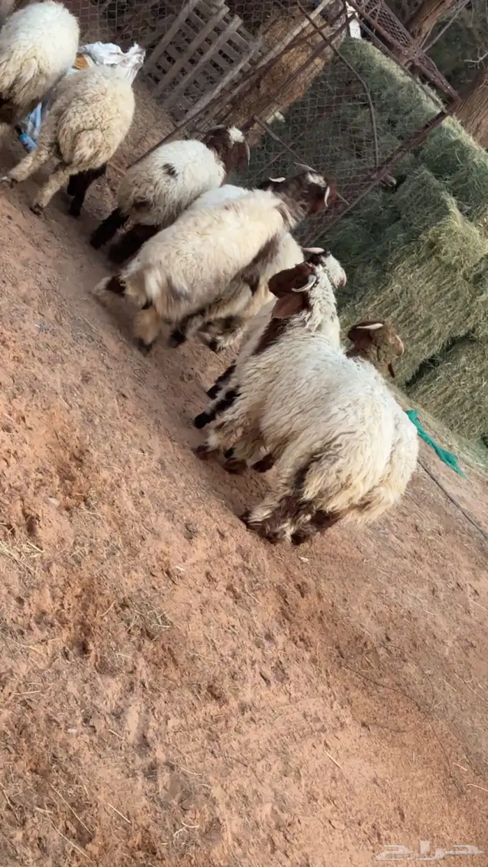 نعيمي بريده تم البيع تم البيع 1