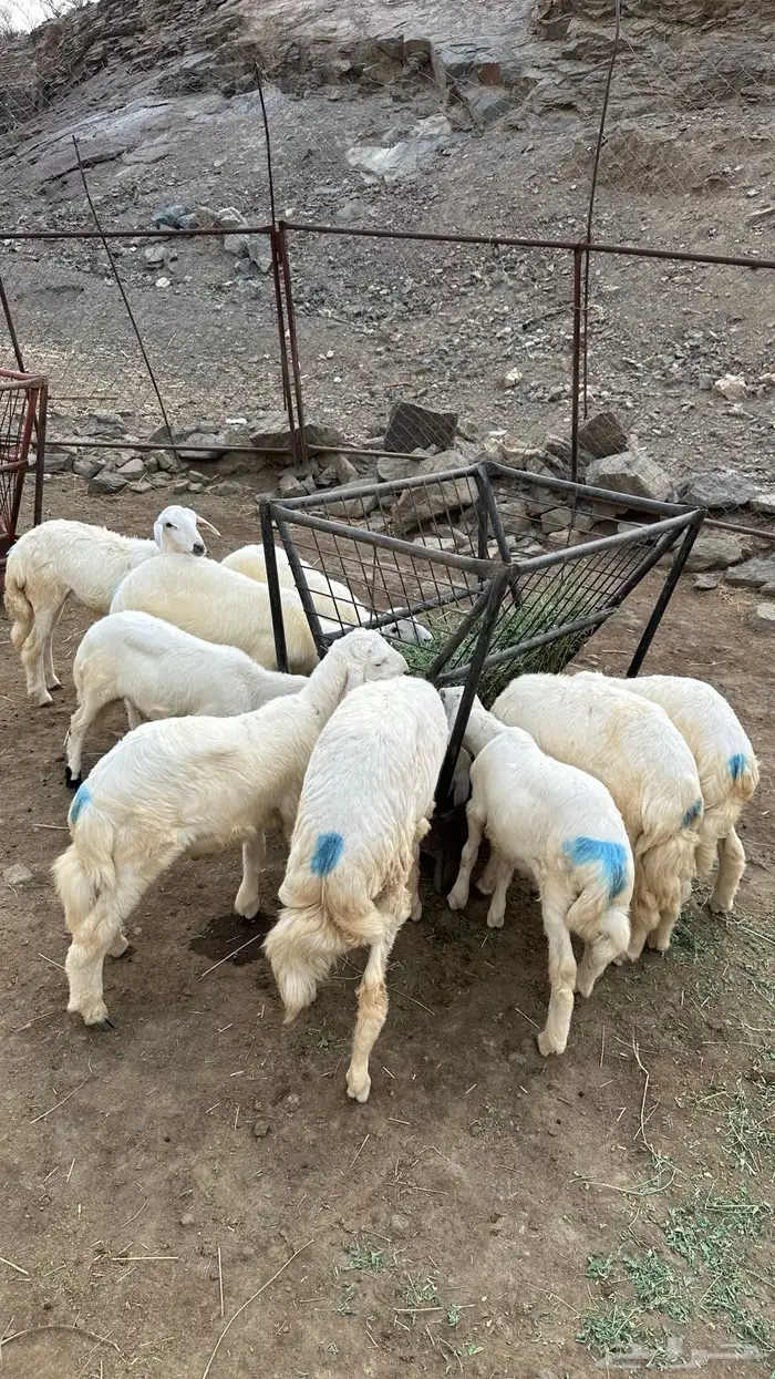 للبيع طليان 4