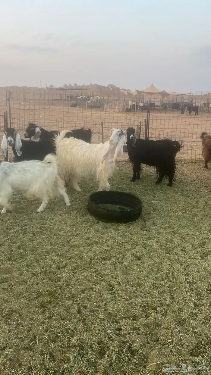 معزاء عوارض ومشاريك 4