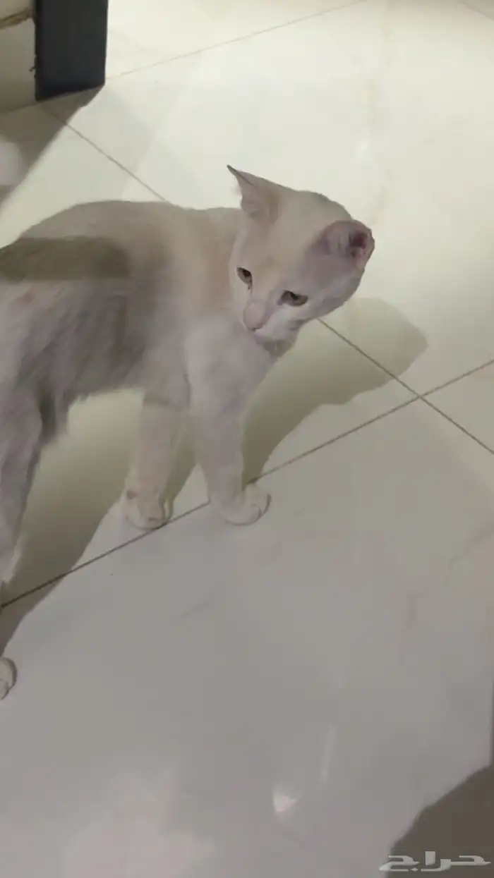 قطه ضايعه 0