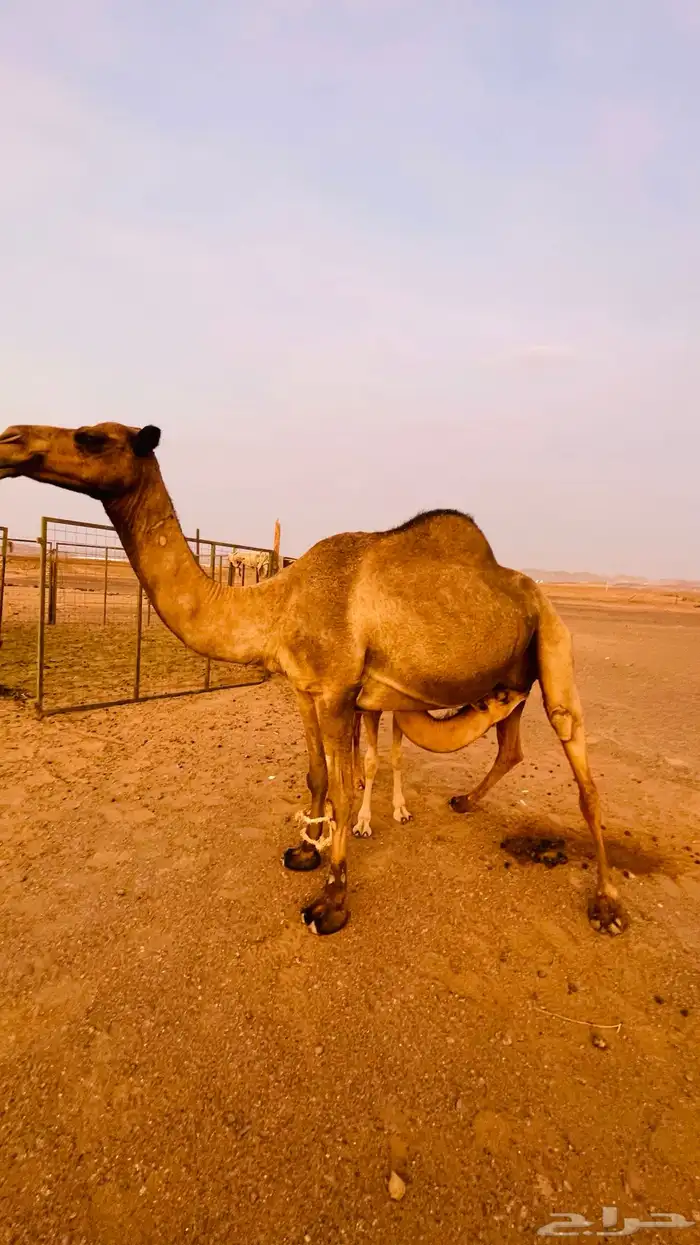 ناقه كفو ساحليه وطيبه وتعبي ام 80 4