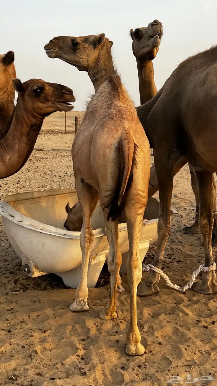 قعود للبيع على الحليب سمين ونضيف السوم وصل 6000 1
