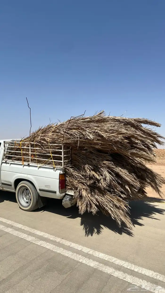 سعف نخل للبيع 0