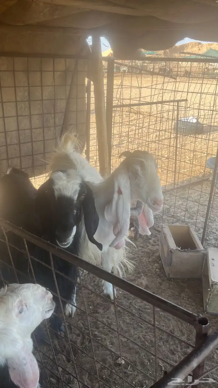 معزاء عوارض ومشاريك 5