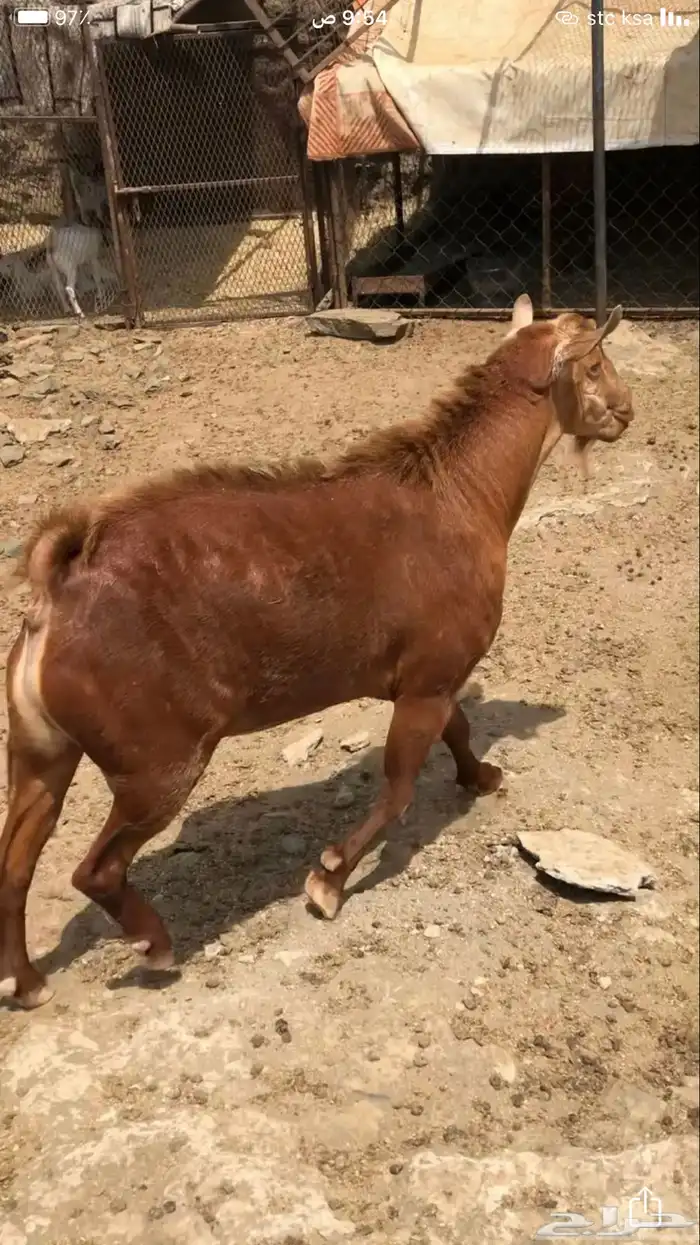 للبيع تيوس فحول 1
