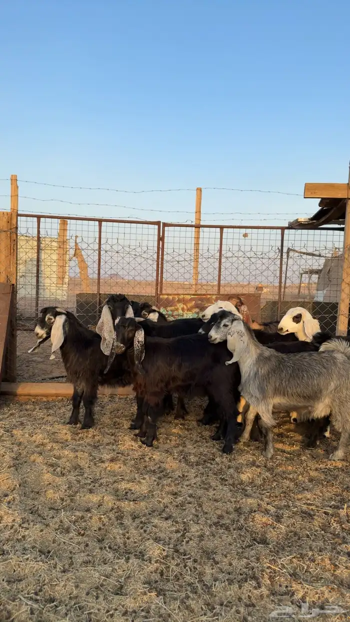 طليان وتيوس ذبايح نظيفه ع الشرط ( سلخ وتوصيل ) 11