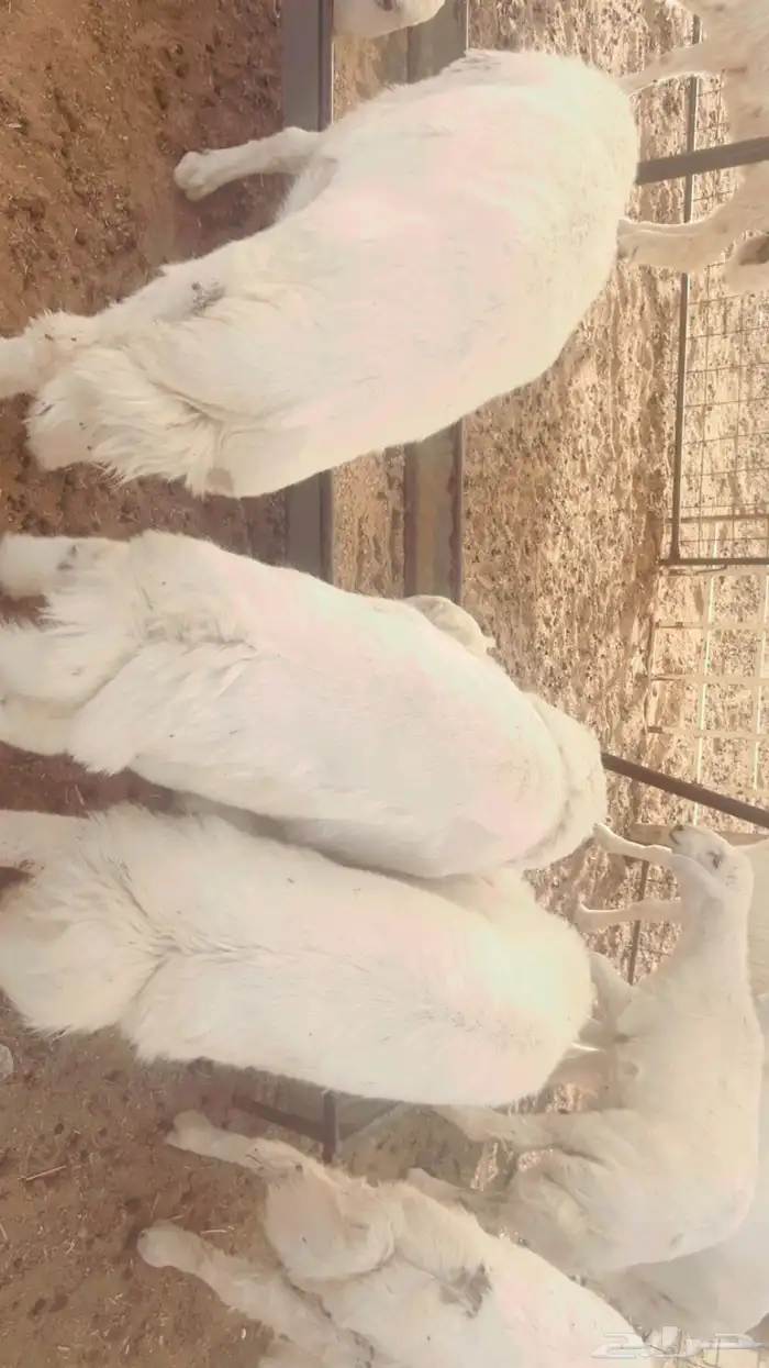 10 طليان ذبايح 3