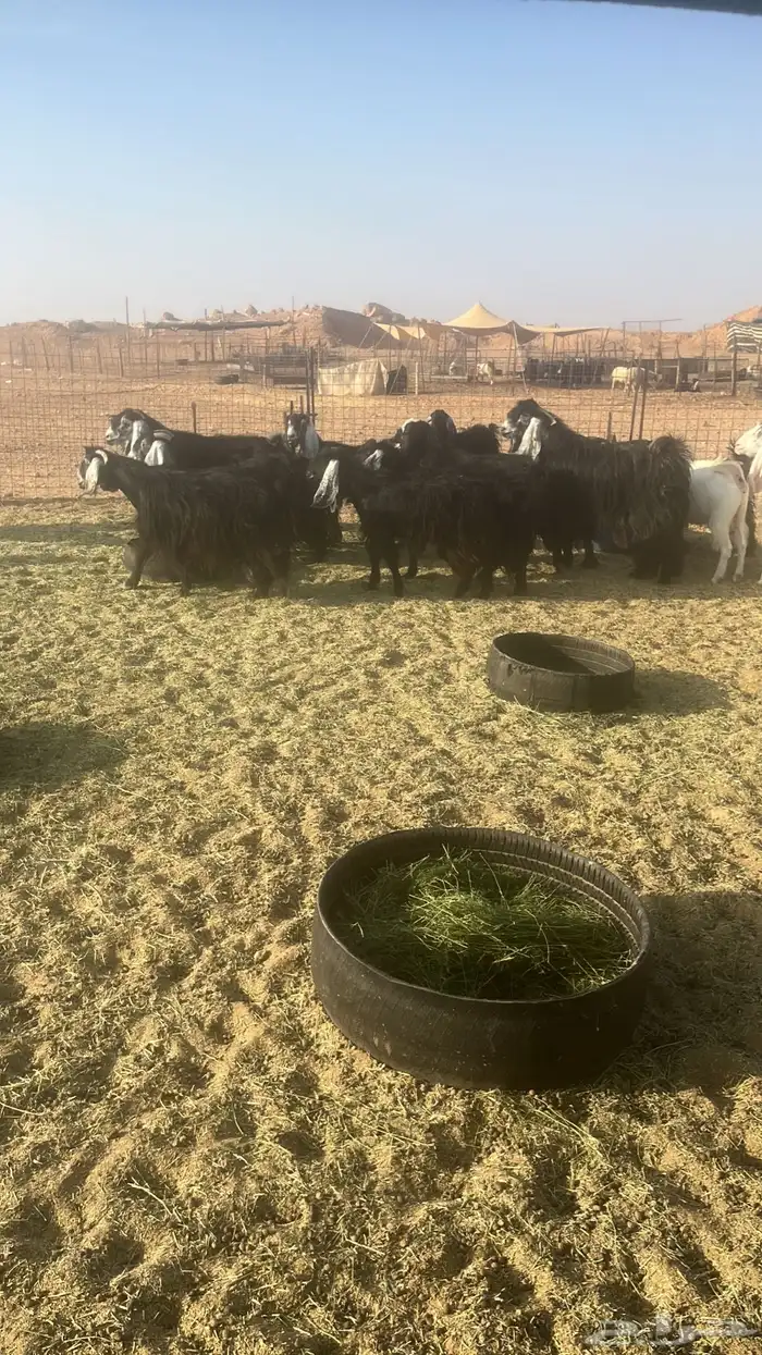 معزاء عوارض ومشاريك 11