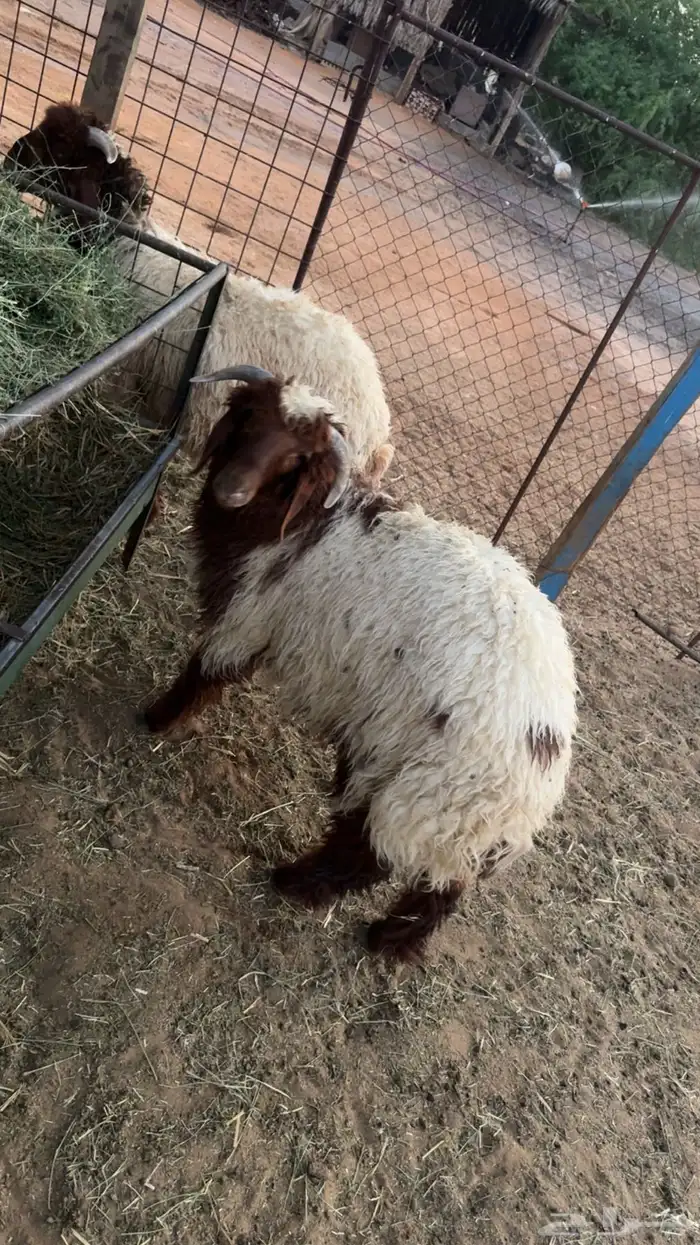 نعيمي بريده تم البيع تم البيع 5